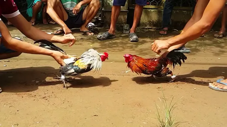 Đánh Giá Trải Nghiệm Đá Gà FUN88: Hấp Dẫn Đến Từng Phút Giây